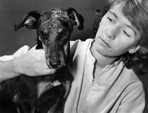 Friendships Prints: Animals-Vet. Services: Bullitt, the dog who wouldnet die