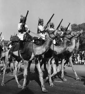 Animals at War Camels January 1961 A dress rehearsal in Dehli