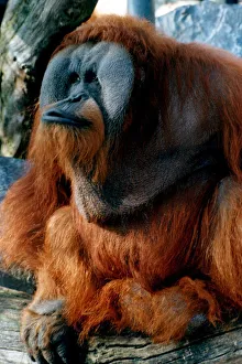 Animals - wild - monkeys - apes - orang-outan orangoutan Adam the Orang-utan sits