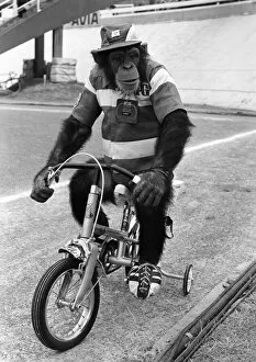 Images Dated 13th November 1977: Animals-Working Rent A Star: A Brooke Bond Chimp: Even animal stars are being used in