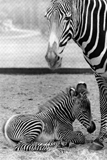 Animals Zebras: Rufus To The Rescue. A happy event was what people wanted at Marwell Zoo
