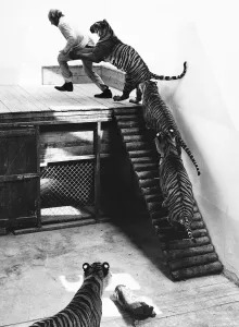 Zoo Keeper Prints: Animals Zoos John Aspinall with Tigers at Howletts Zoo July 1971