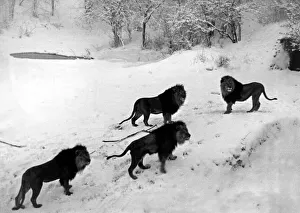 Animals - Zoos - Lions - Cats Weather - Seasons - Snow Lions on the snowy