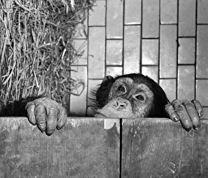 Anmals. Monkeys Chimps. Fifi. February 1954 P004100