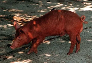 Pigs Prints: Anmals Pigs Tamworth Pig at Aldenham Country Park DBase