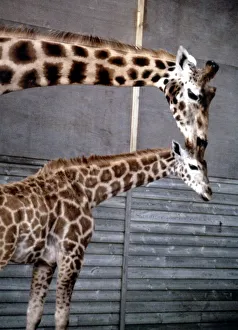 00159 Prints: Anne the baby giraffe with her mother Dribbles at Marwell Zoo June 1987