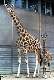 00158 Prints: Anne the baby giraffe with her mother Dribbles at Marwell Zoo June 1987