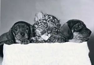 Puppies Prints: Anne the Leopard cub rejected by her mother at the Southern Tiger Park in Warwickshire