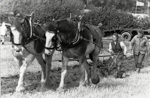 Crops Prints: Anne Tomlin - West Hallam ploughing & hedgecutting competition at Ockbrook 15th September