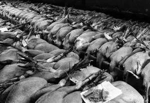 Dinner Prints: The annual four day sale of Christmas Poultry started at Crawcrook Auction today