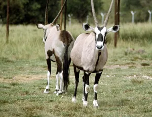 00158 Prints: Antelopes at Lion Park in Johannesburg South Africa April 1973
