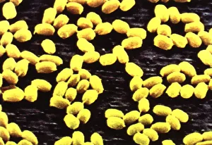 Research Prints: ANTHRAX UNDER ELECTRON MICROSCOPE - FEBRUARY 1998 FEATURE BY NATHAN YATES ON DR