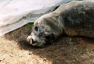 Seal Prints: The appealing eyes of Peeps the baby seal rescued from a Norfolk beach circa 1989