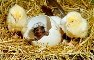 00159 Prints: April Fools joke: Charlie the chickpanzee hatching from an egg April 1991
