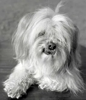 Canines Prints: An Apso a Tibetan breed of dog Animal small little lap dog February 1959