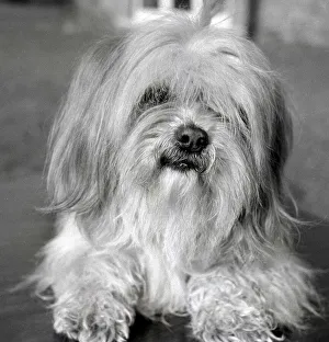 Canines Prints: Apso a Tibetan breed of dog Animal small little sweet tiny lap dog February