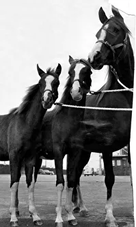 00045 Prints: The Arab mare Shades of Night with her twin foals Dancing Sunlight and Dancing Shadows