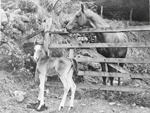 Arab stallion Rusturn Bey'owned by Mrs Freda Wilkinson, Laughter