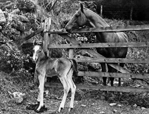 Foal Prints: Arabian stallion Rustum Bey, owned by Mrs Freda Williams
