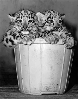 Leopard Prints: The Arctic weather is no joke - even these twin snow leopards are having to cuddle up to