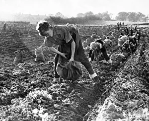 Sack Prints: An army of people potato or tattie picking on a farm at Pity Me in October 1962