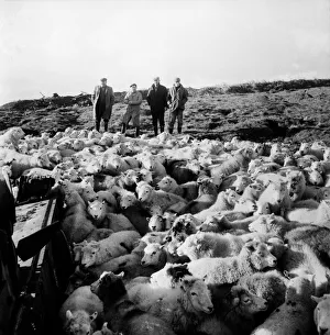 The Army threw open its 6, 000 acre, tank range at Castle Martin, Pembs