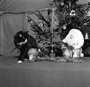 Images Dated 15th December 1987: Arthur the cat well known for his T. V commercial sharing his food under