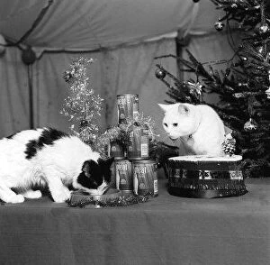 Images Dated 15th December 1987: Arthur the cat well known for his T. V commercial sharing his food under