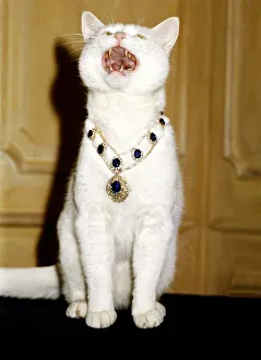 Necklace Prints: Arthur the Celebrity Cat, star of the TV commercials wearing a &pound