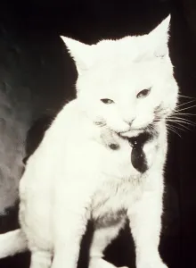 Felines Prints: Arthur the White Cat - October 1995 who featured in TV ads