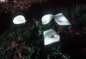 Lily Prints: Arum Lily flower Zantedeschia Aethiopica or Arum Lily in the Grampians