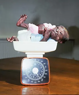 Core03 Prints: Asante the abandoned baby gorilla being weighed Sitting in scales June 1985