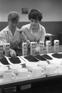 Assistants in the tea tasting department at the Ty-phoo Tea factory Bordesley Street