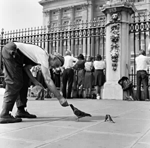 Images Dated 9th June 1976: One of the top attractions to be seen at Buckingham Palace is the Parks Gardener