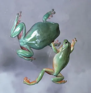 Amphibian Prints: Australian Tree Frogs kissing on a branch February 1980
