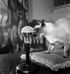 00008 Prints: Author Billy Thatcher and Shelagh Fraser with T. V. Siamese Cat Tai-Lu