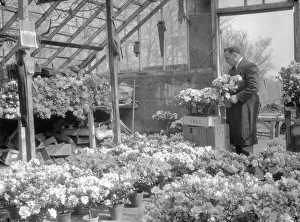 Azalea blooms for Easter at a Chessington Nursery, Surrey. March 1934