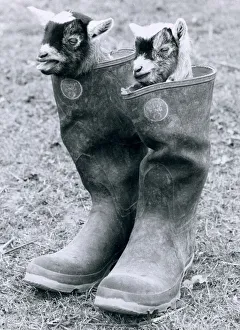 00146 Prints: Two Baby African Pygmy Goats (Kids) sit inside a pair of Wellington Boots