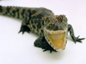 Reptile Prints: This baby Alligator has a big mouth at Bristol Zoo November 1997