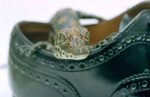 Reptile Prints: A baby Alligator rests in a shoe at Bristol Zoo November 1997