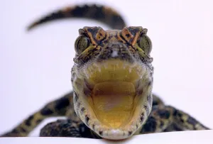 Reptile Prints: A baby Alligator rests in a shoe at Bristol Zoo November 1997