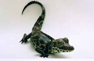 A baby Alligator rests in a shoe at Bristol Zoo November 1997