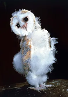 Bizarre Prints: Baby Barn owl at Heritage Wildlife Centre in west Sussex Middleton on sea