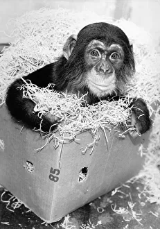 Chimpanzees Prints: Baby chimp Victoria doesnIt believe in monkeying about. Nor does she ape the antics of