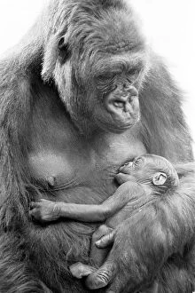 00372 Collection: BABY DOLL Gorilla gives birth to baby KIBABU, at Howley Park Zoo, pictured 31st May 1977