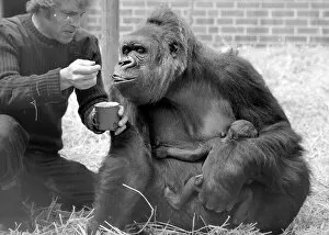 Images Dated 30th May 1977: Baby Doll, a gorilla at Howlett Park Zoo in Littleborne with new born baby Kisoro being