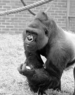 Images Dated 30th May 1977: Baby Doll, a gorilla at Howlett Park Zoo in Littleborne May 1977 77-3057-008