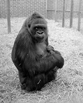 Images Dated 30th May 1977: Baby Doll, a gorilla at Howlett Park Zoo in Littleborne with new born baby Kisoro