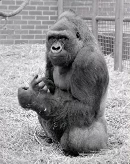 Images Dated 30th May 1977: Baby Doll, a gorilla at Howlett Park Zoo in Littleborne May 1977 77-3057-007
