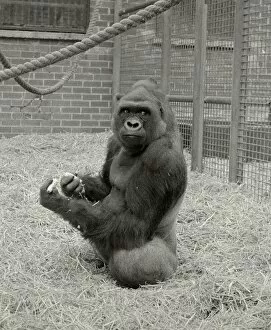 Images Dated 30th May 1977: Baby Doll, a gorilla at Howlett Park Zoo in Littleborne with new born baby Kisoro